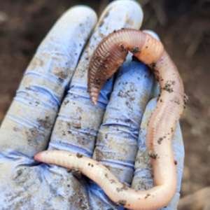 “Assessing Soil Biodiversity” - SOB4ES Featured In BIOservicES Blog “Assessing Soil Biodiversity” - SOB4ES Featured In BIOservicES Blog