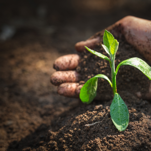 EU Adopts First-Ever Soil Monitoring and Resilience Directive: A New Era for Europe’s Living Soils EU Adopts First-Ever Soil Monitoring and Resilience Directive: A New Era for Europe’s Living Soils