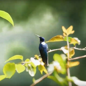 Understanding Soil Biodiversity and Making It Visible to Society: SOB4ES Releases Project Video Understanding Soil Biodiversity and Making It Visible to Society: SOB4ES Releases Project Video